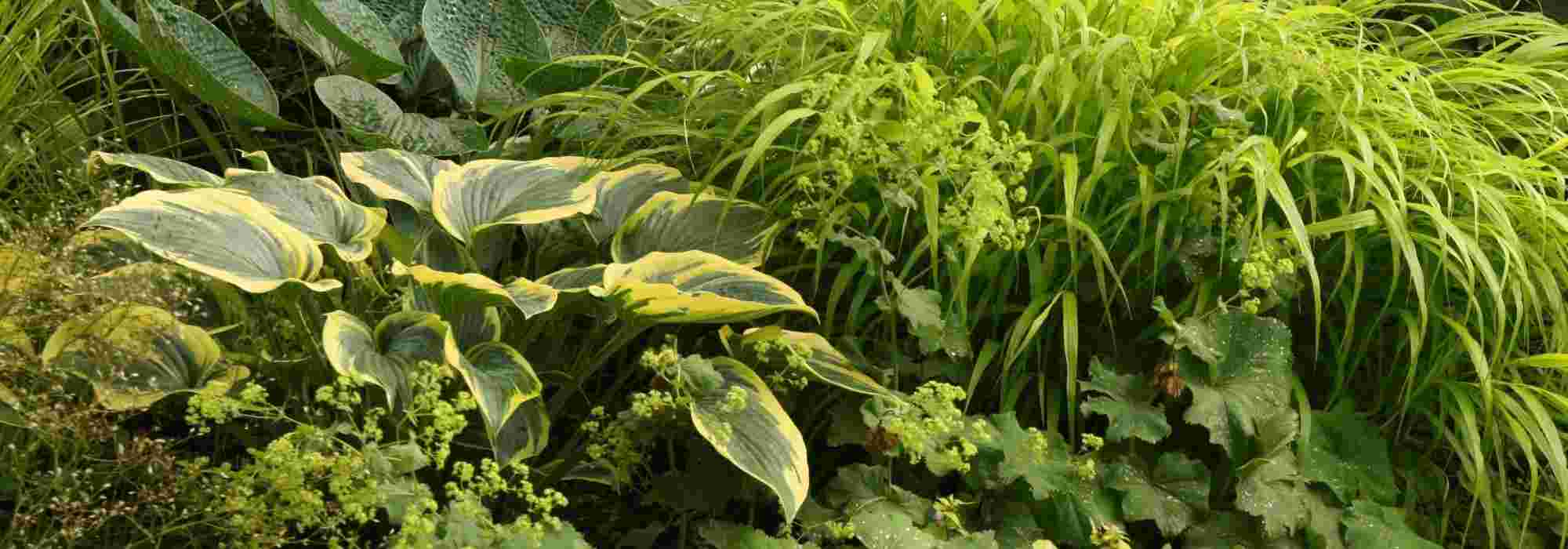 Tout connaitre de la bruyère d'hiver , une plante vivace parfaite -   - Spécialiste des plantes de jardin