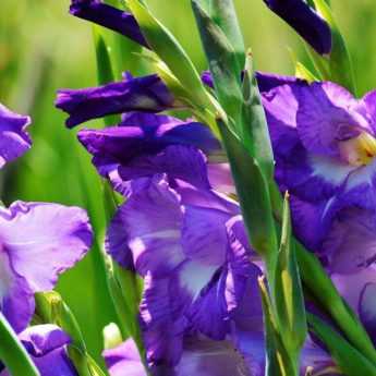 10 bulbes d'été à planter au printemps