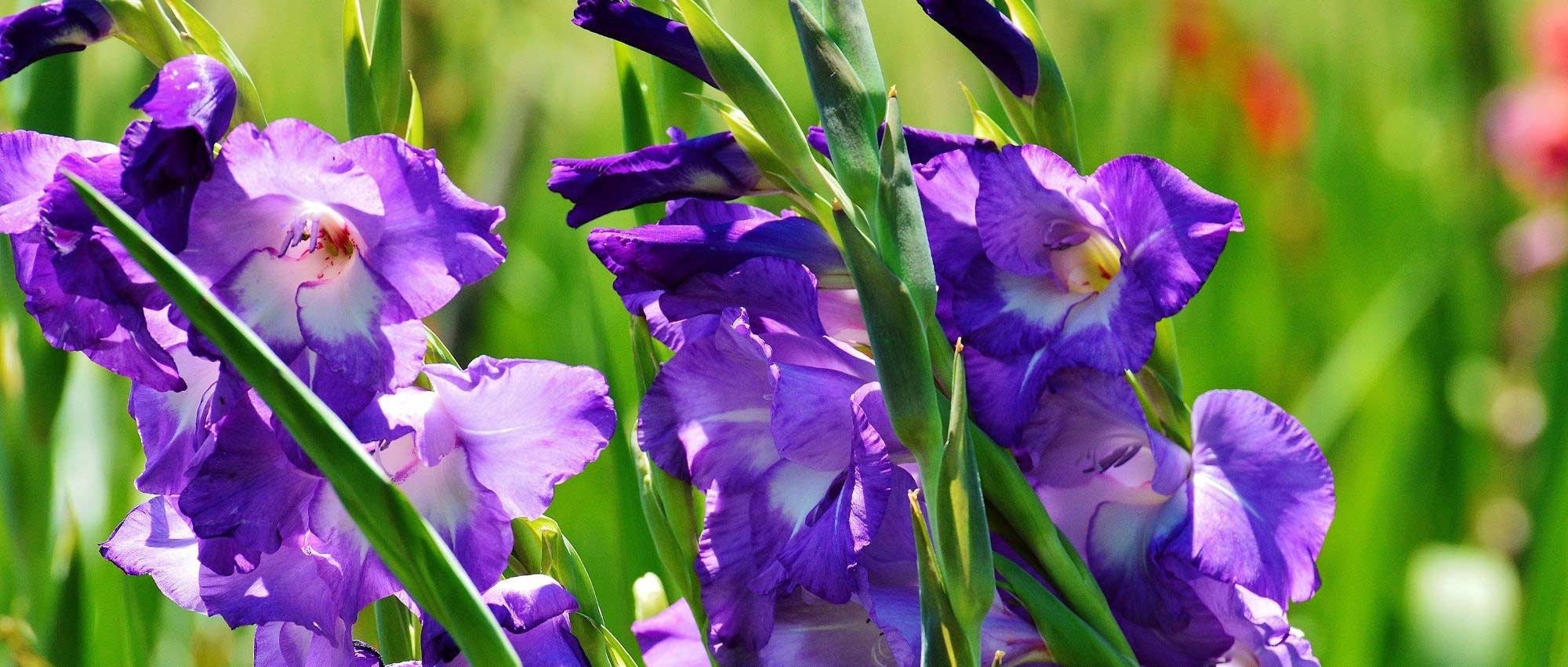 10 bulbes à fleurs de printemps