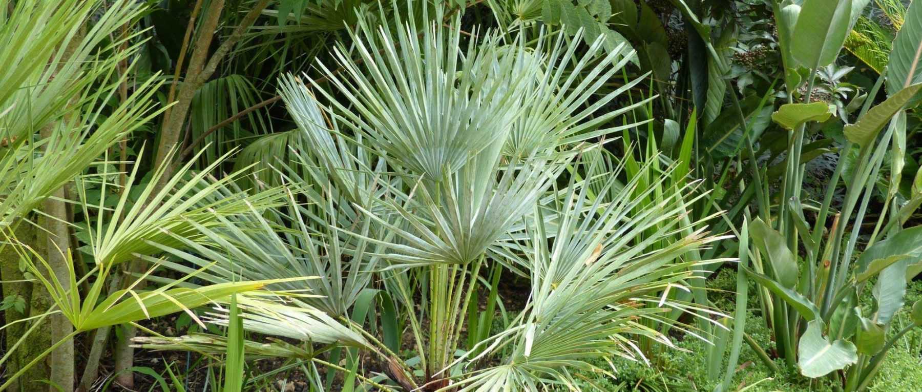 Chamaerops, Palmier nain : planter, cultiver et entretenir