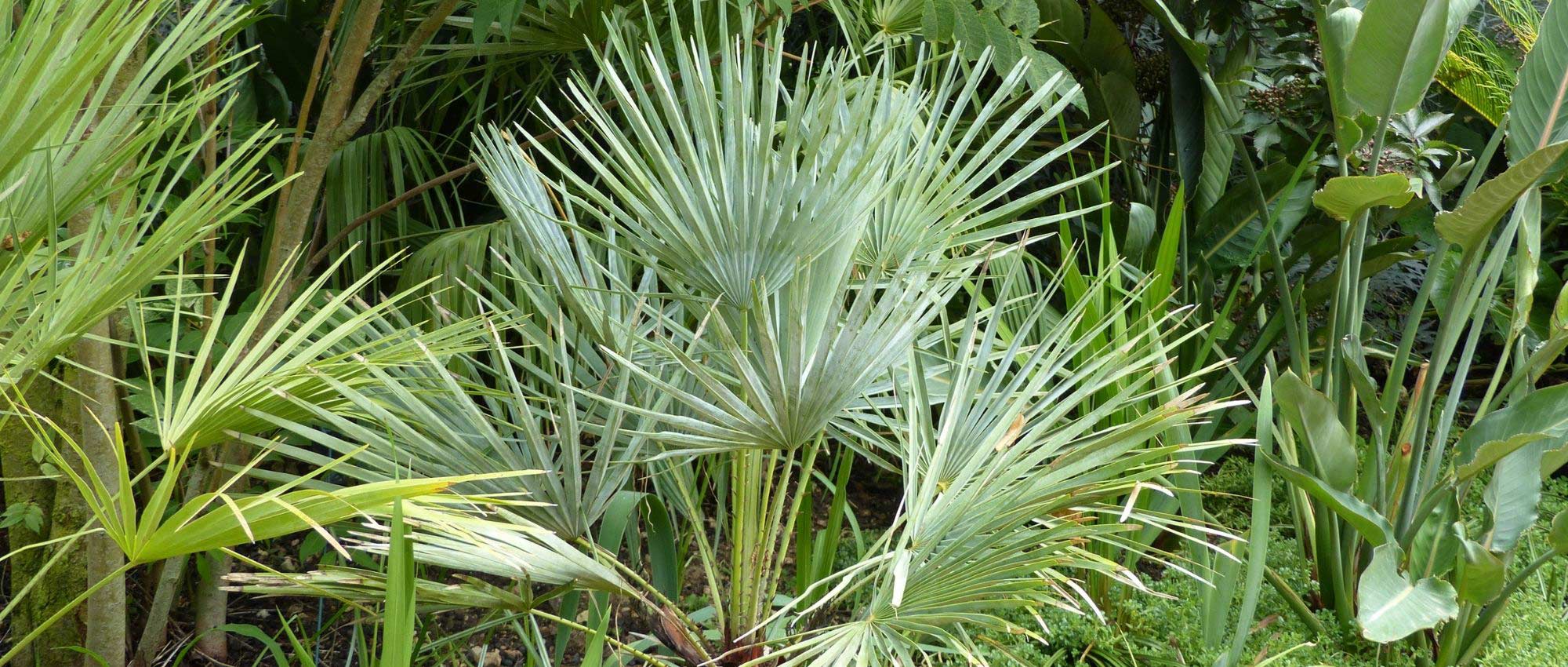 Planter et entretenir des palmiers - Mon Jardin Ideal