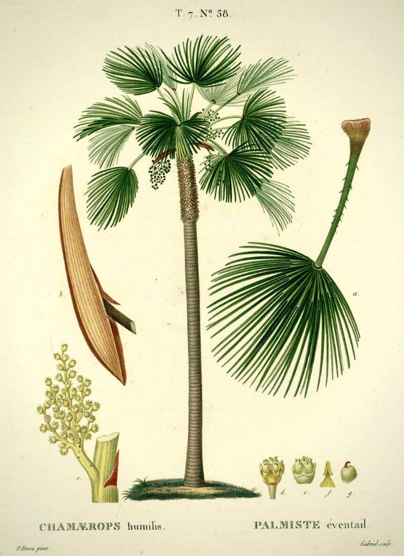 Planche botanique représentant le Chamaerops humilis