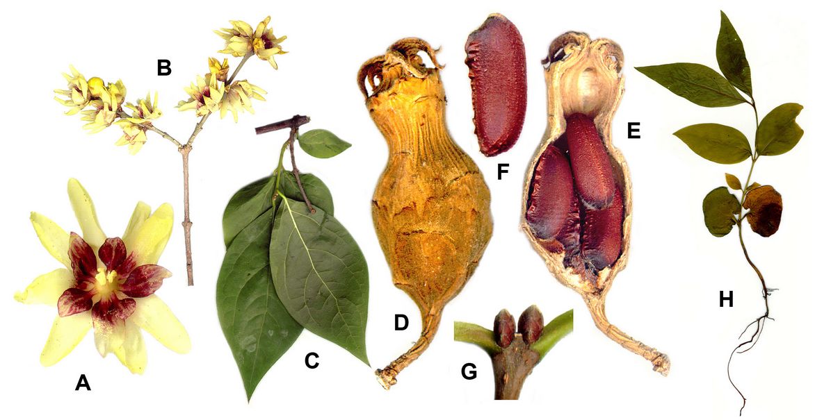 chimonanthe