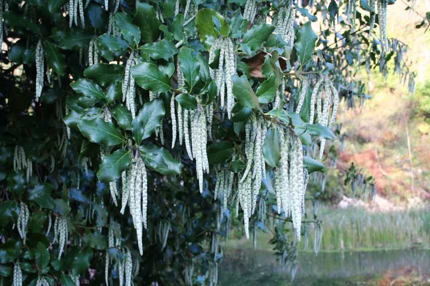 Garrya elliptica