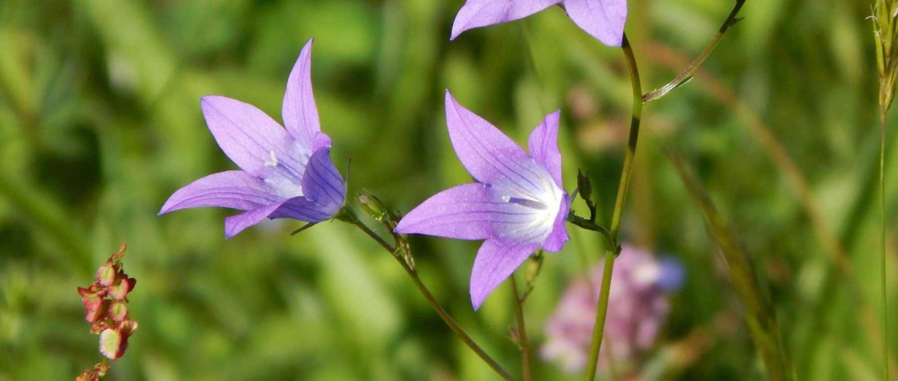 Sol calcaire : conseils de jardinage et plantes adaptées