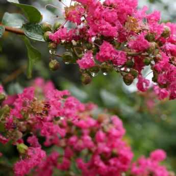 Lilas des Indes, Lagerstroemia : 6 idées d'associations réussies !