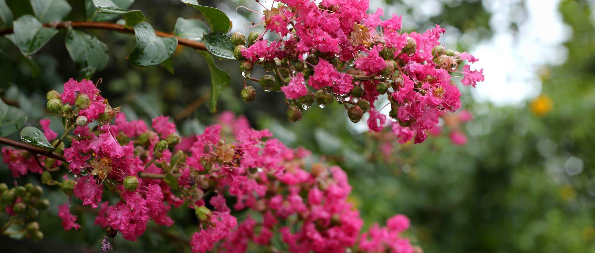 Lilas des Indes, Lagerstroemia : 6 idées d'associations réussies !