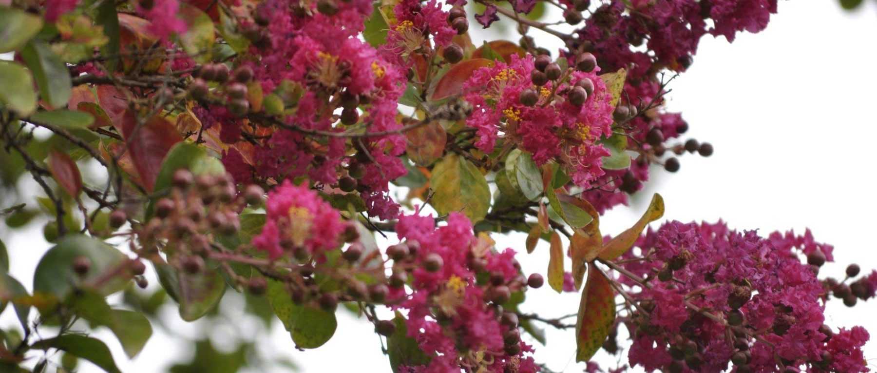 Lilas des Indes, Lagerstroemia : quand et comment le tailler ?