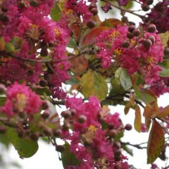 Lilas des Indes, Lagerstroemia : quand et comment le tailler ?