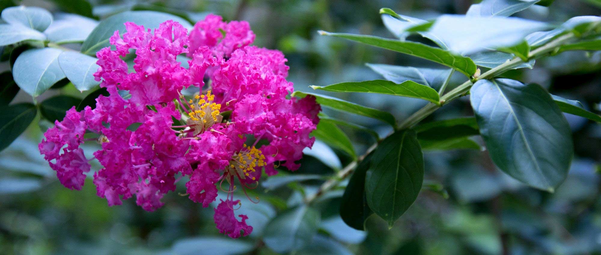 Lilas des Indes, lagerstroemia : 6 variétés naines parfaites pour la culture en pot