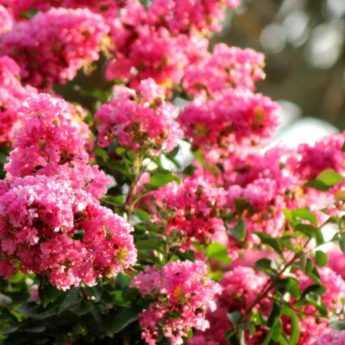 Lilas des Indes, Lagerstroemia : quelle variété choisir ?