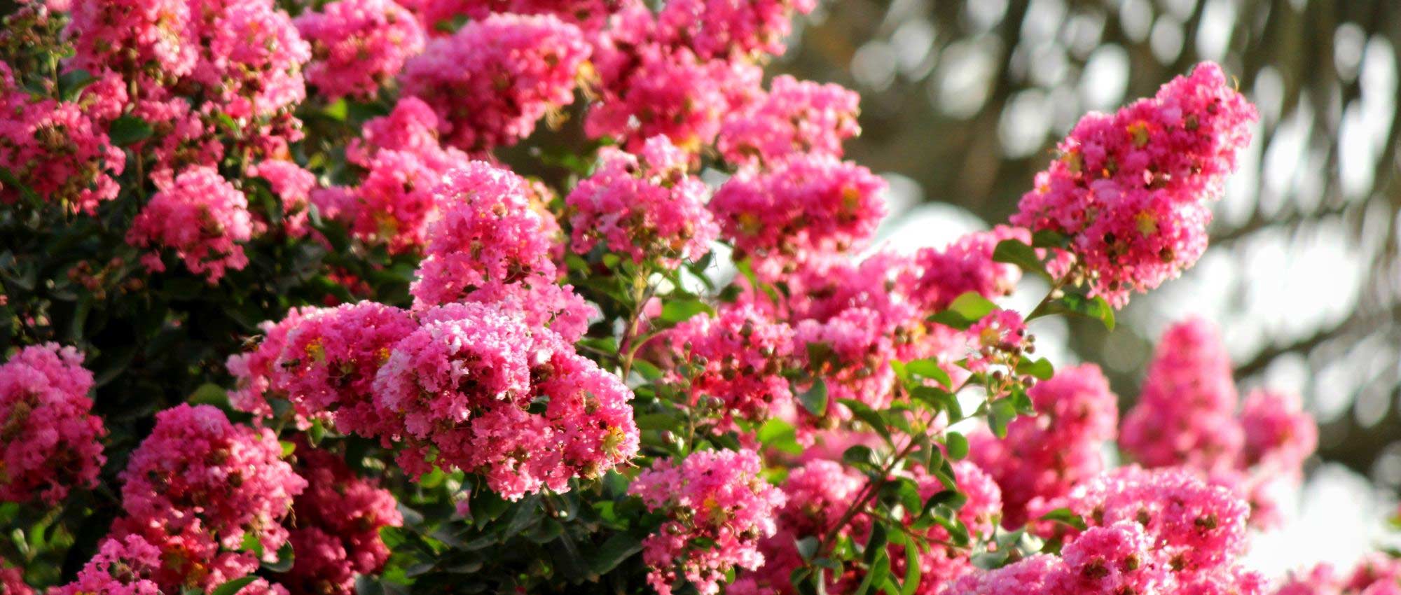 Lilas des Indes, Lagerstroemia : quelle variété choisir ? Guide d'achat