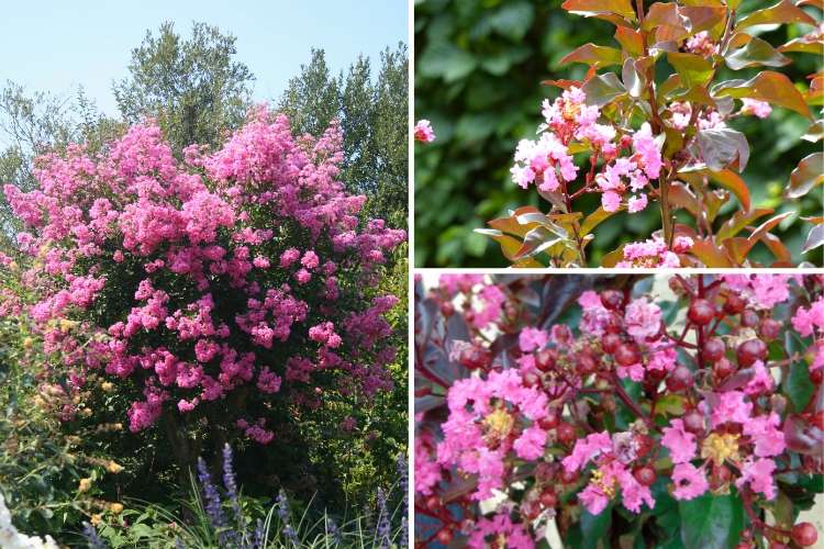 Lilas des Indes, Lagerstroemia Rhapsody in Pink