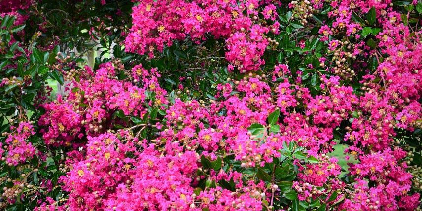 La généreuse floraison rose du Lilas des Indes 'Mimie Fuchsia'
