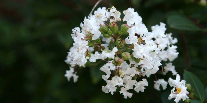 Le Lagerstroemia 'Pixie White' offre une belle floraison blanc pur