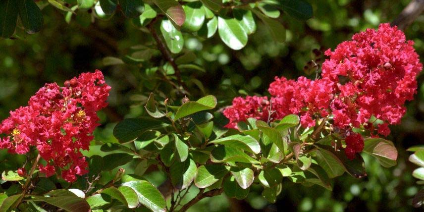 Les fleurs rouges du Lagerstroemia 'Red Imperator'