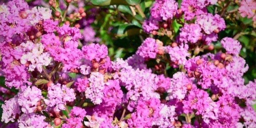 La floraison du Lagerstroemia 'Summer Beauty Ozark Spring'