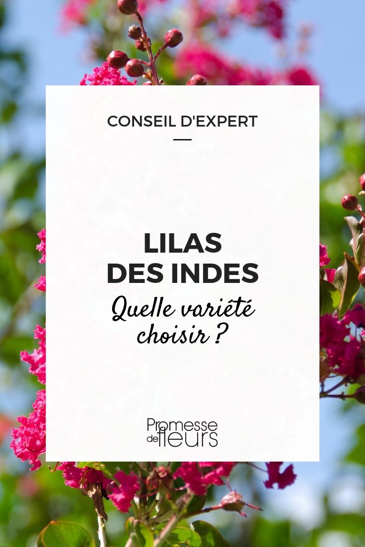 Lilas des Indes - Guide d'achat