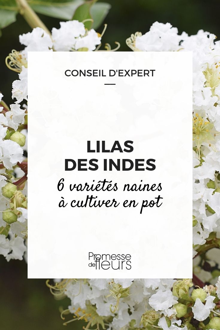 Lilas des Indes, lagerstroemia : 6 variétés naines à cultiver en pot