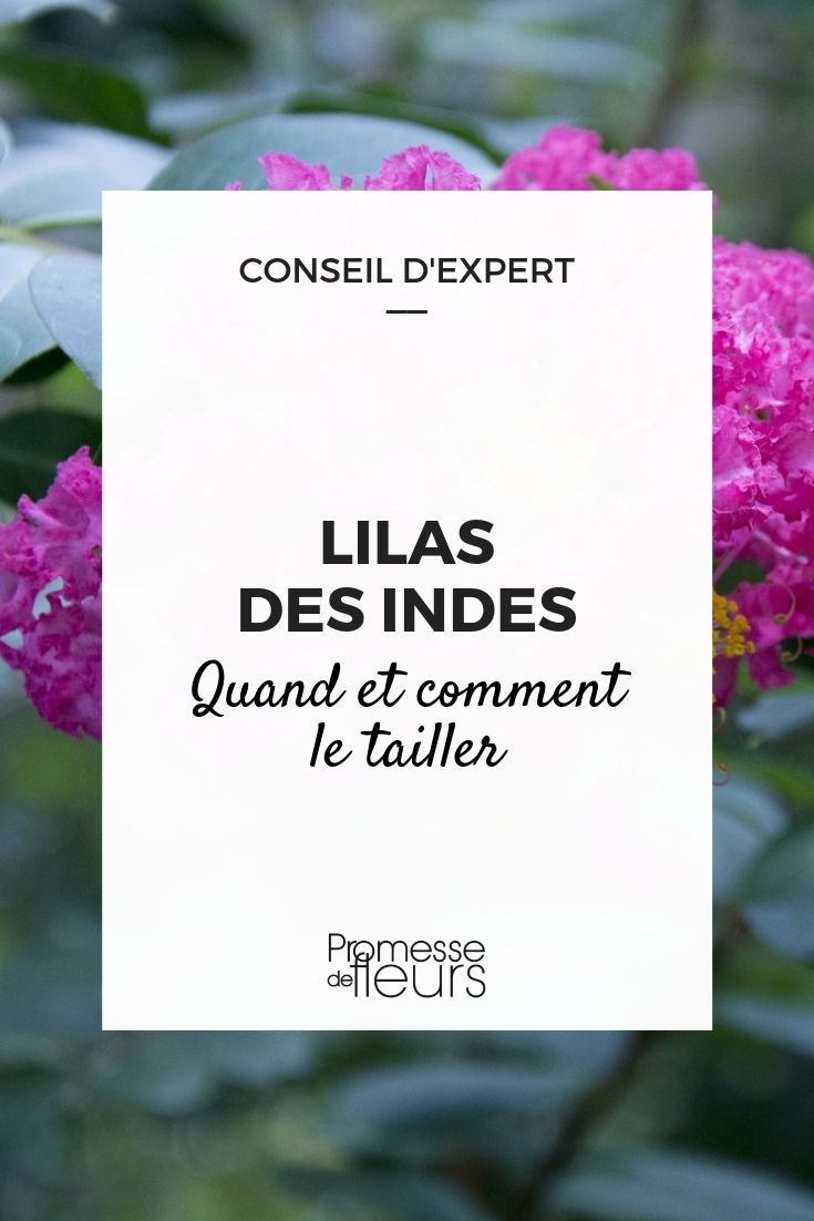 Lilas des Indes, Lagerstroemia : quand et comment le tailler ? Nos conseils