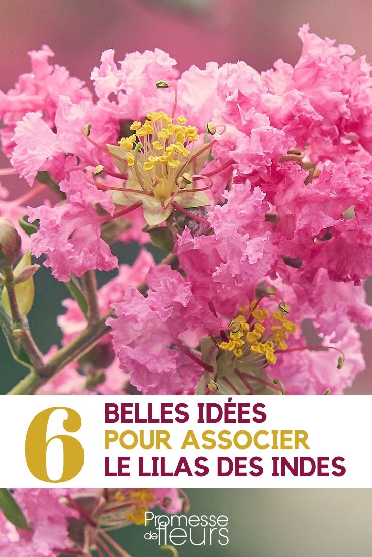 Lagerstroemia : idées pour l'associer au jardin