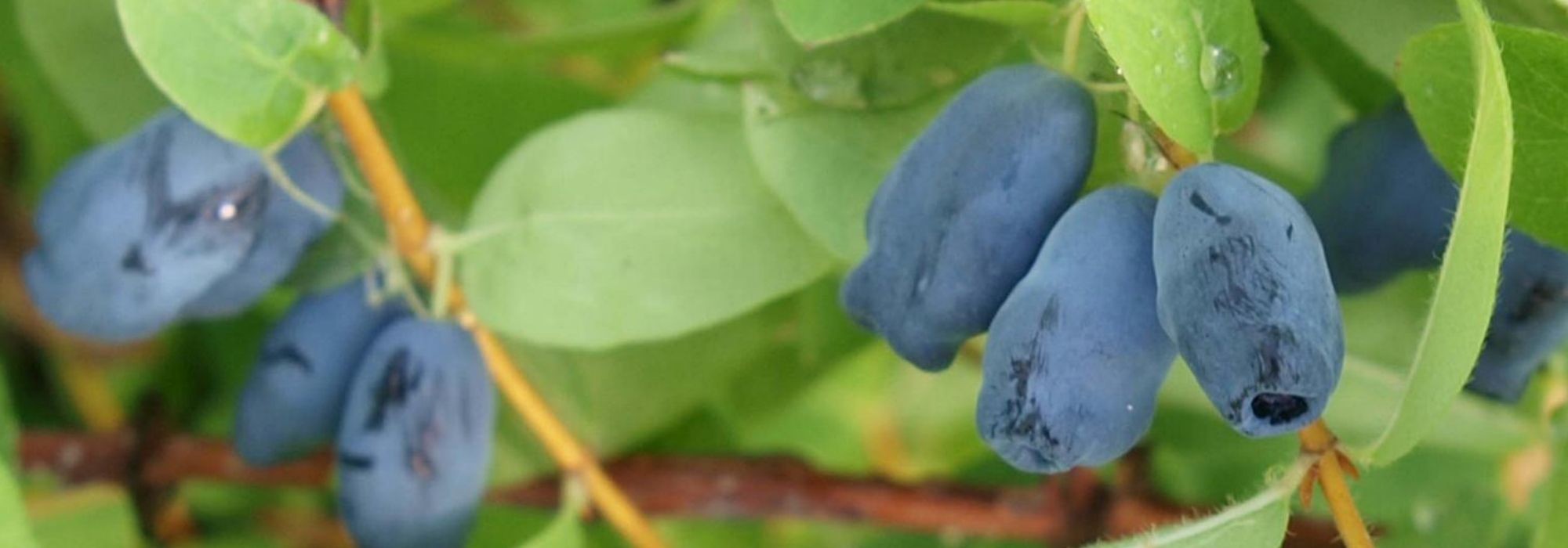 Chèvrefeuille bleu, Baie de mai : plantation, culture, entretien