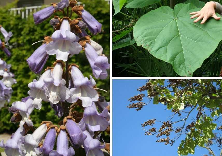 Paulownia, arbre imperial