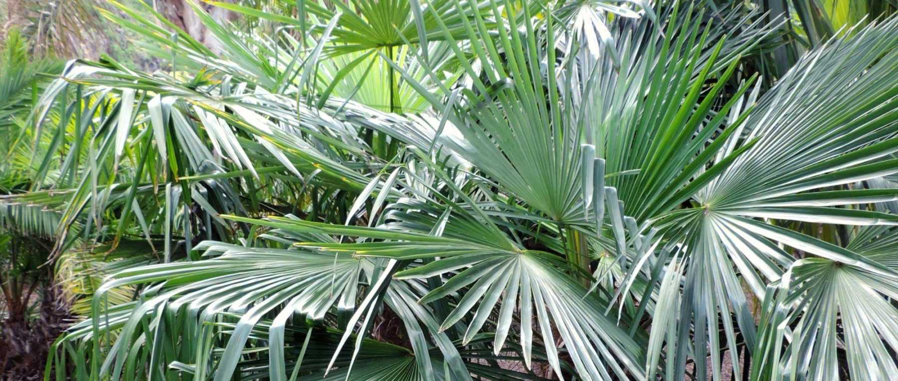Hivernage des palmiers cultivés en pleine terre