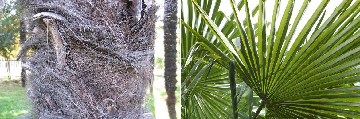 Savoir dénuder un stipe de palmier trachycarpus