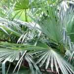 Trachycarpus, Palmier chanvre : planter, cultiver et entretenir