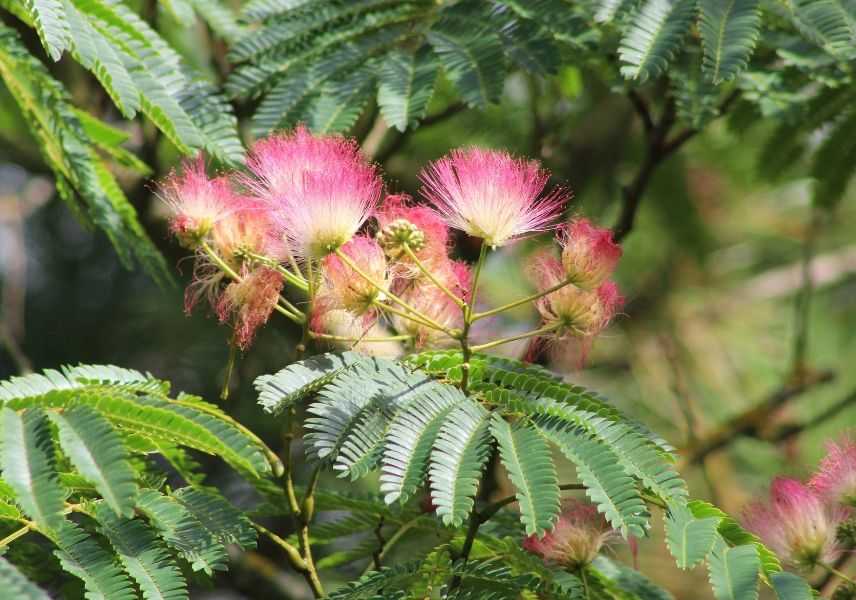 Albizia, Mimosa de Constantinople