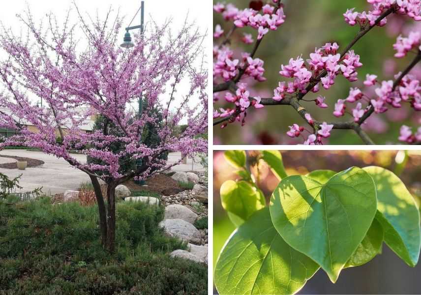 Cercis siliquastrum, Arbre de Judée