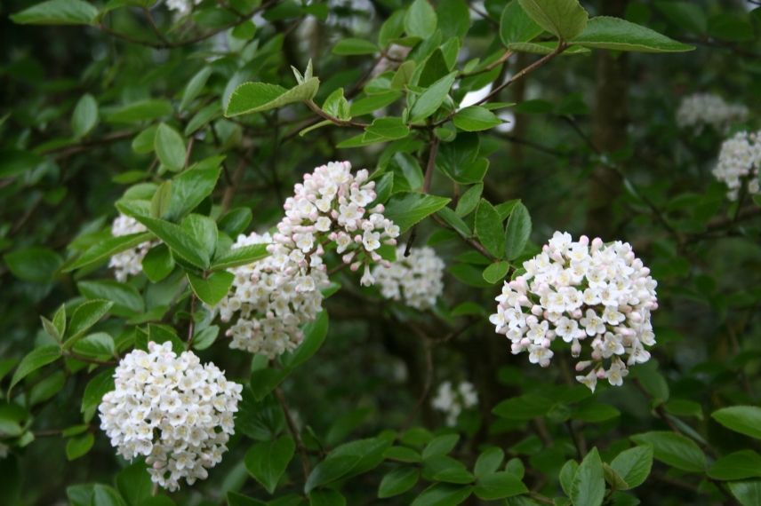 Les fleurs odorantes, pour un été parfumé