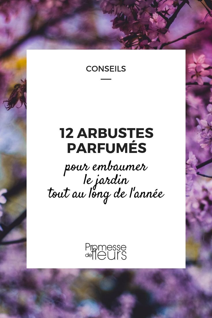 12 arbustes parfumés pour un jardin odorant toute l'année - Promesse de  Fleurs