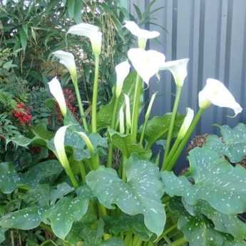 Le Zantedeschia aethiopica Himalaya, un Arum d'Ethiopie géant !