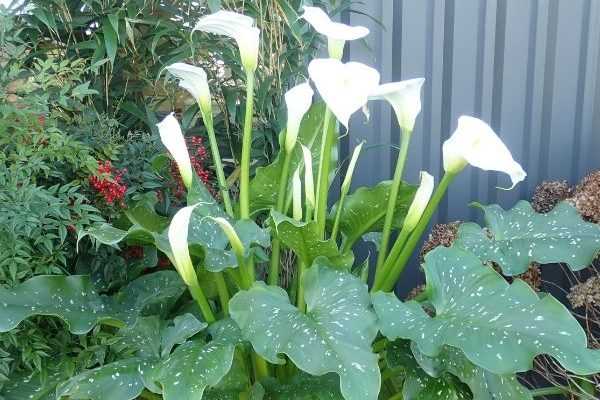 Le Zantedeschia aethiopica Himalaya, un Arum d'Ethiopie géant !