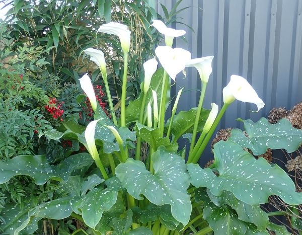 Le Zantedeschia aethiopica Himalaya, un Arum d'Ethiopie géant !