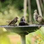 Canicule, fortes chaleurs : vous avez soif ? Les animaux du jardin aussi !