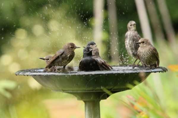 Canicule, fortes chaleurs : vous avez soif ? Les animaux du jardin aussi !