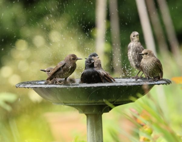 Canicule, fortes chaleurs : vous avez soif ? Les animaux du jardin aussi !