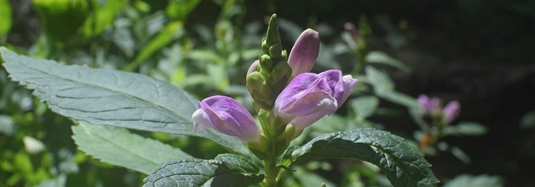 Galane, chelone obliqua : plantation, culture