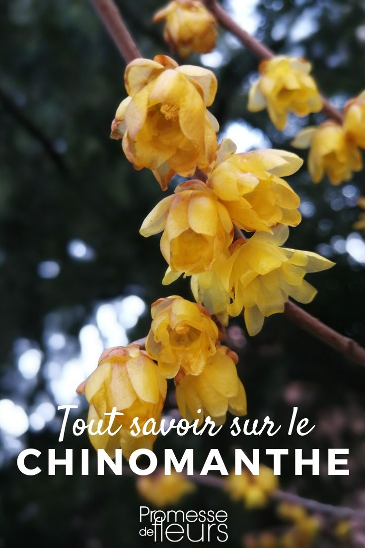 chimonanthus tout savoir