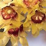 Chimonanthe, Chimonanthus praecox : plantation, culture, taille