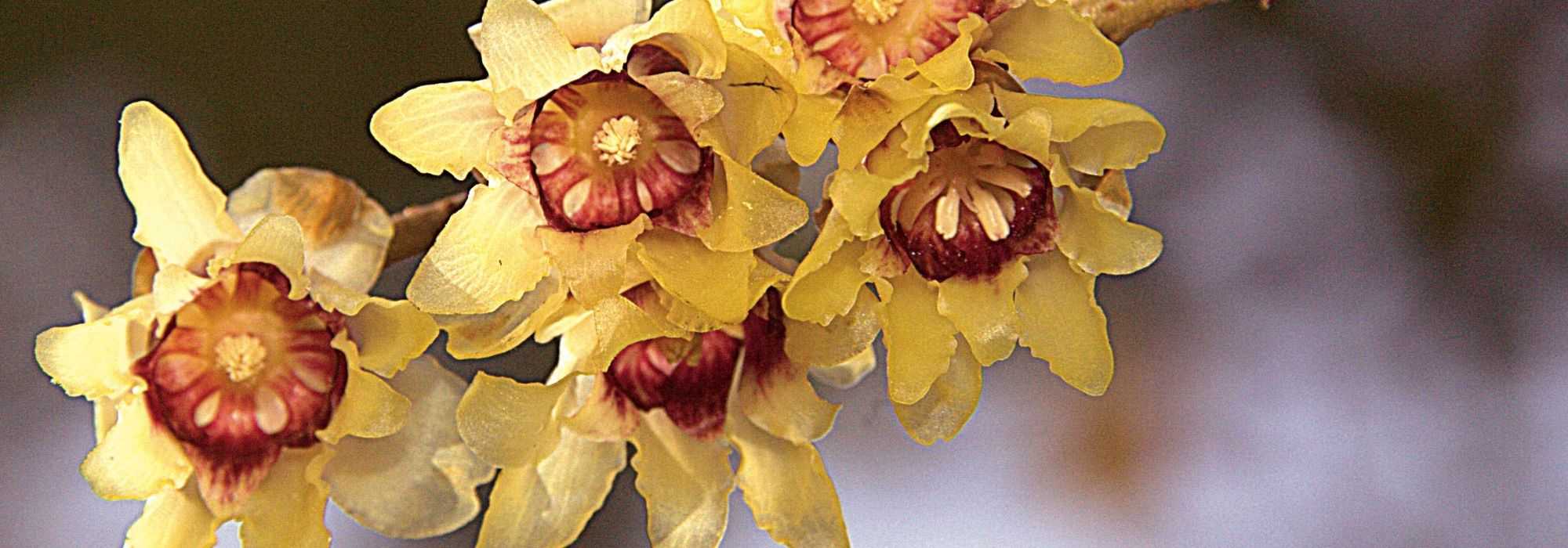 Chimonanthe, Chimonanthus praecox : plantation, culture, taille