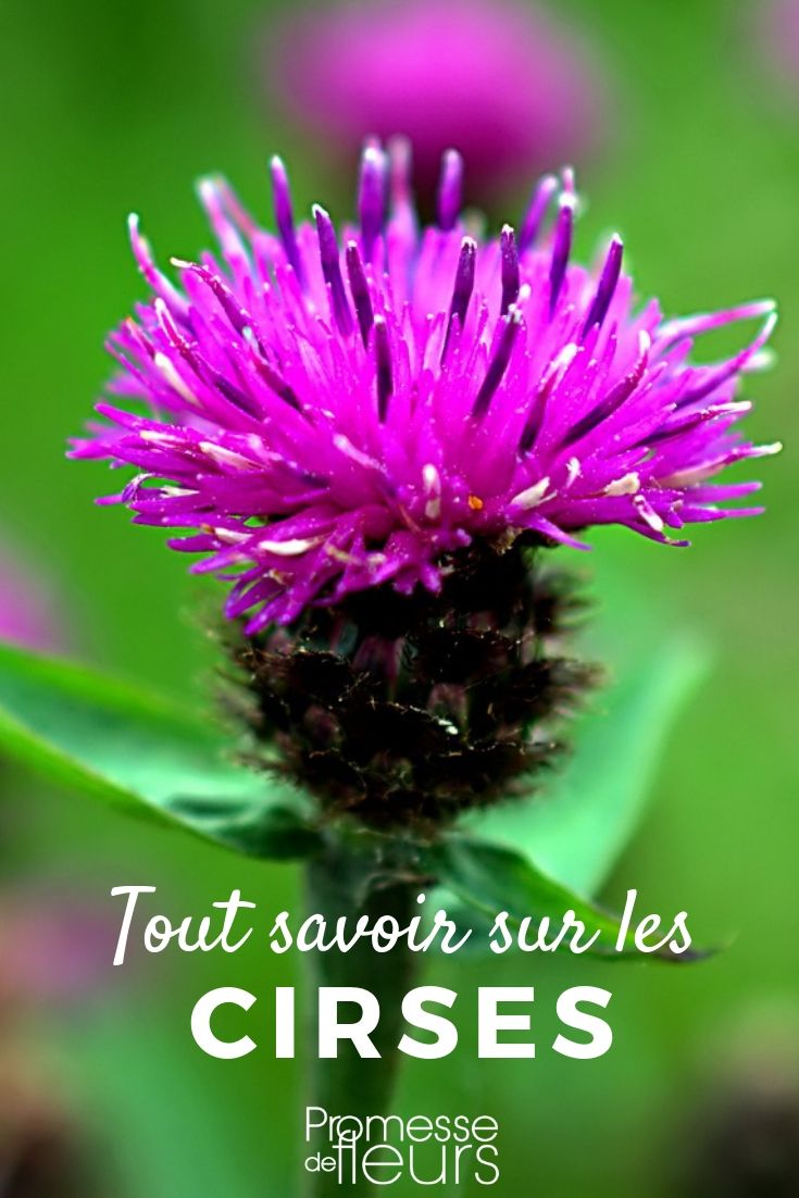 cirsium tout savoir