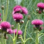 Cirse, cirsium : planter, cultiver, entretenir