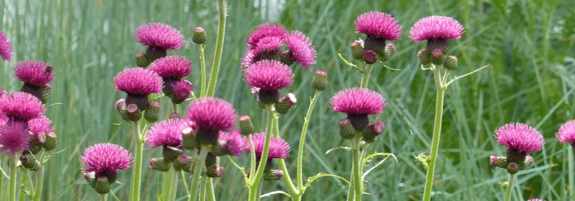 Cirse, cirsium : planter, cultiver, entretenir