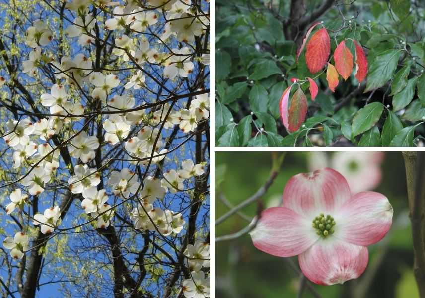 Cornus florida, cornouiller à fleurs d'Amérique