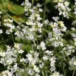 Crambe, chou marin ou nuage : planter, cultiver, entretenir