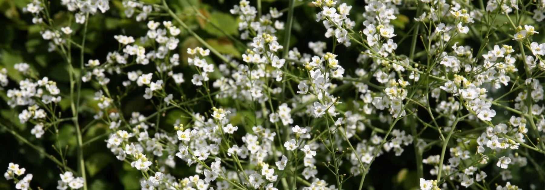 Crambe, chou marin ou nuage : planter, cultiver, entretenir